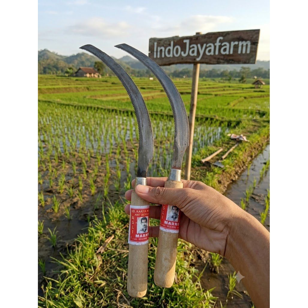 Arit Padi gerigi sedang 35cm/pisau panen padi atau alat arit rumput manual