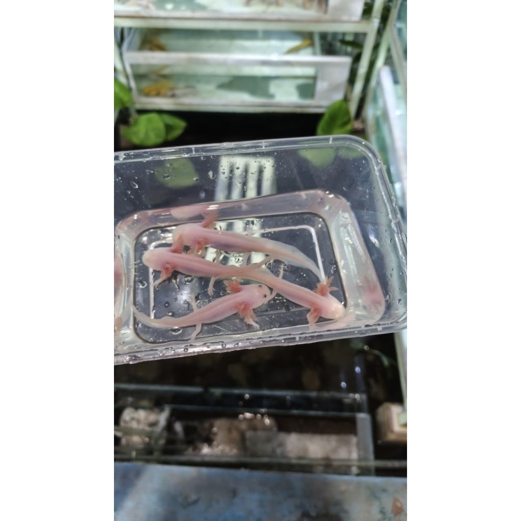 Axolotl Leucistic dekorasi ikan hias