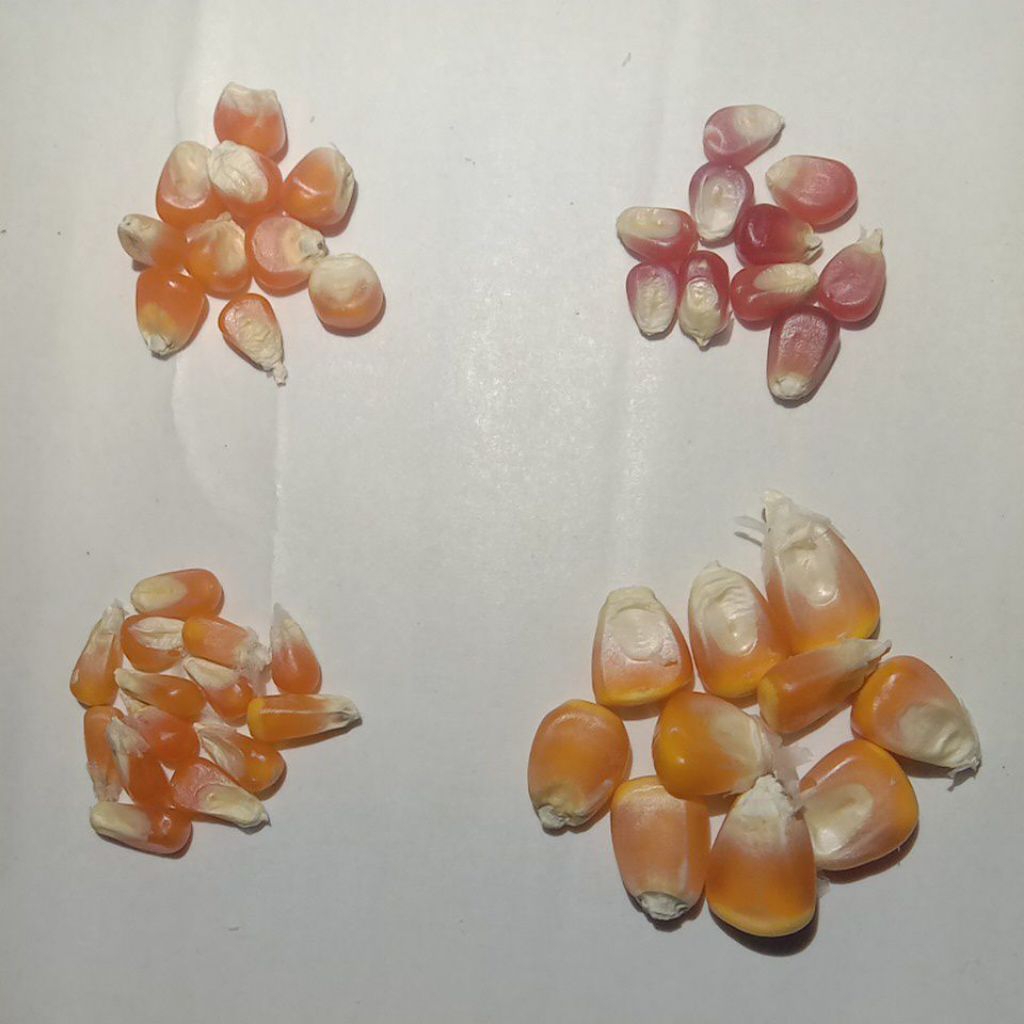 Jagung Kering 4 Jenis Biji Jagung -  Kemasan 10 Biji / Jagung Kristal Merah, Jagung Kristal Oren Tim