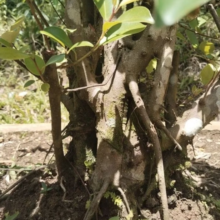 Bonsai kiara beringin iprik