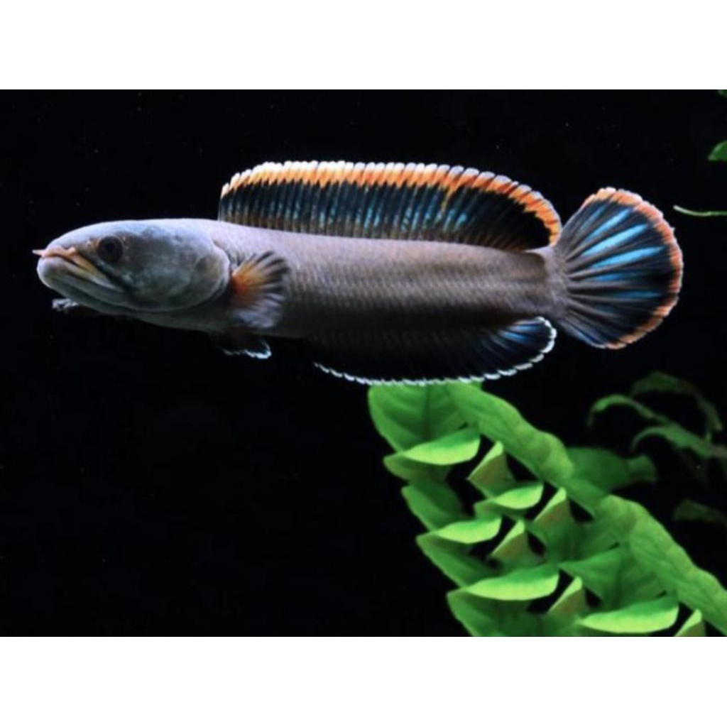Channa Limbata CB - Rim Merah, Size Baby 3-4cm, Isi 4 Ekor