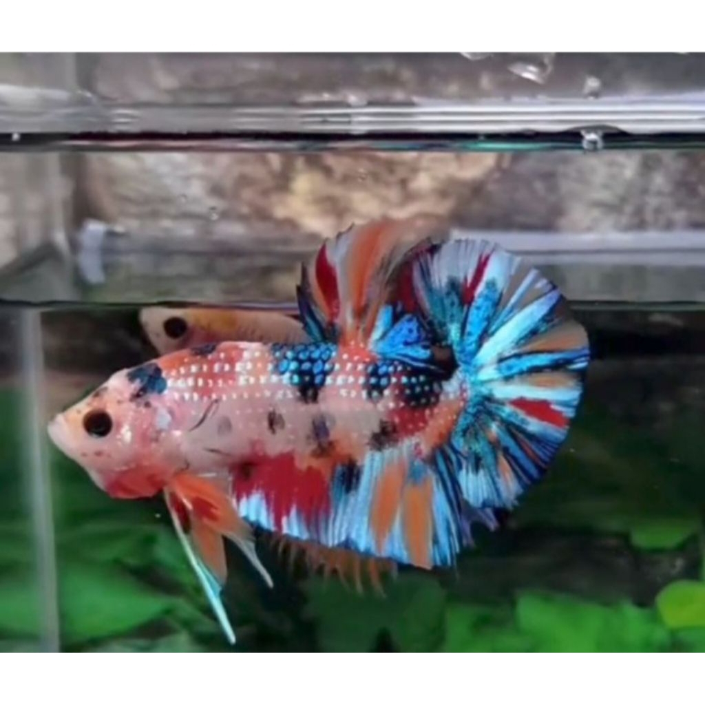 Ikan Cupang Halfmoon Multicolor Berkualitas