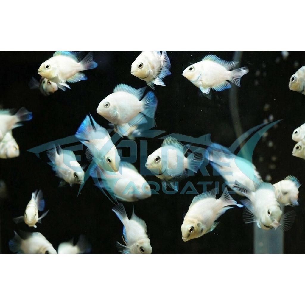 Platinum Polar Parrot 2,5cm - Ikan Hias