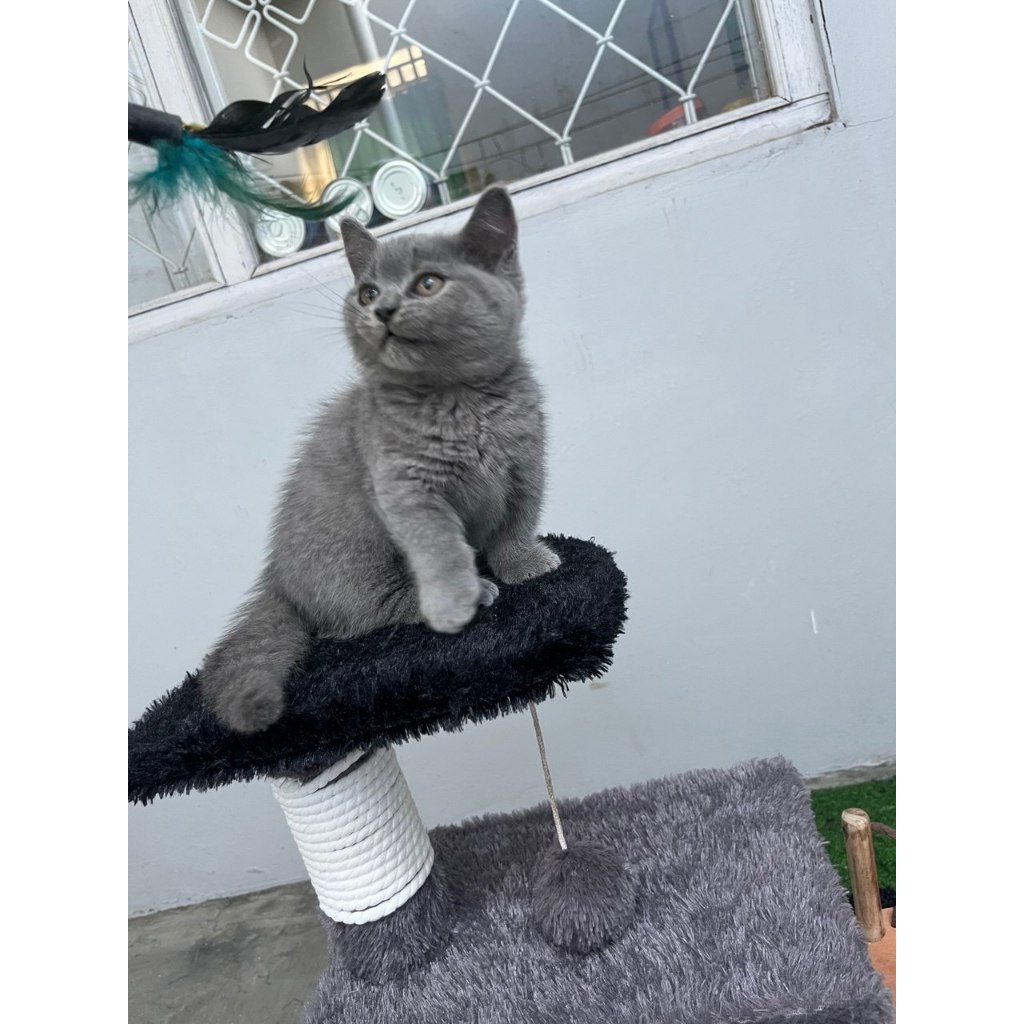 Kitten British Shorthair Munchkin / BSH Cebol