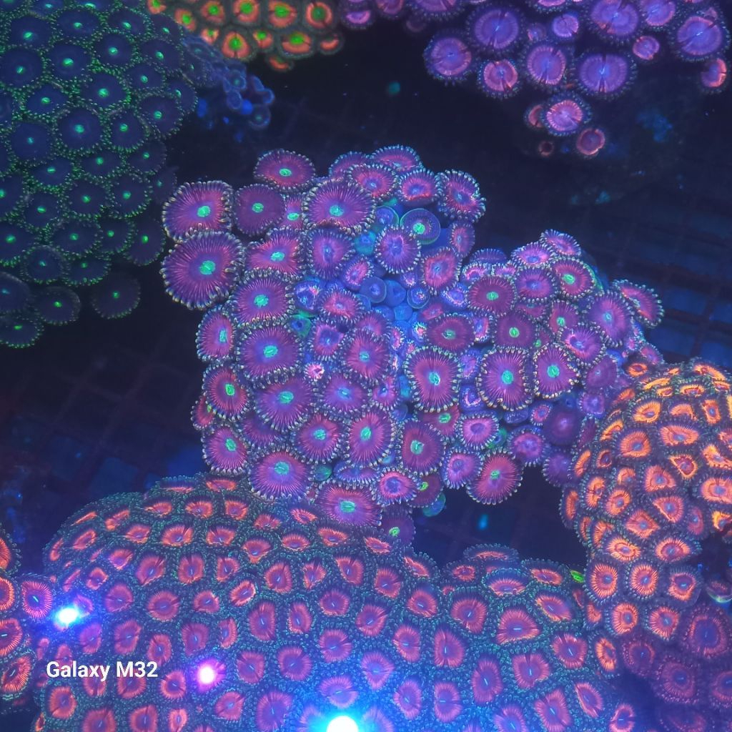 zoa koloni WYSIWYG 34