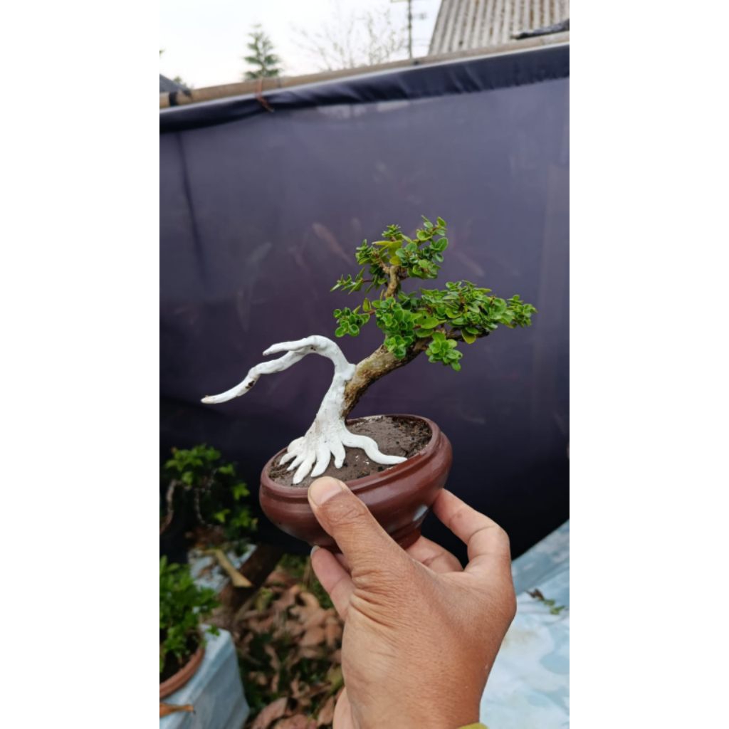 bonsai tanuki