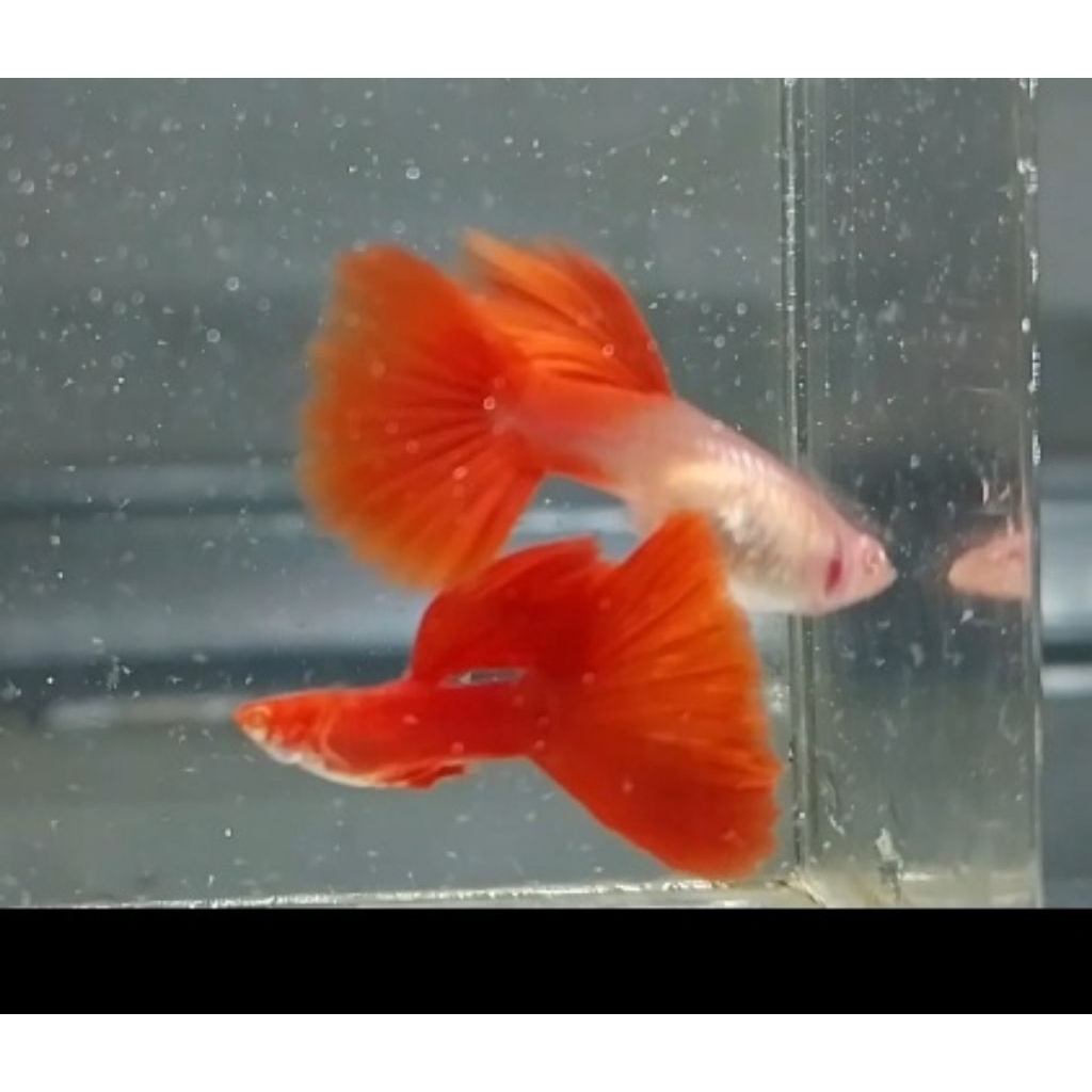 Sticker guppy AFR ribbon