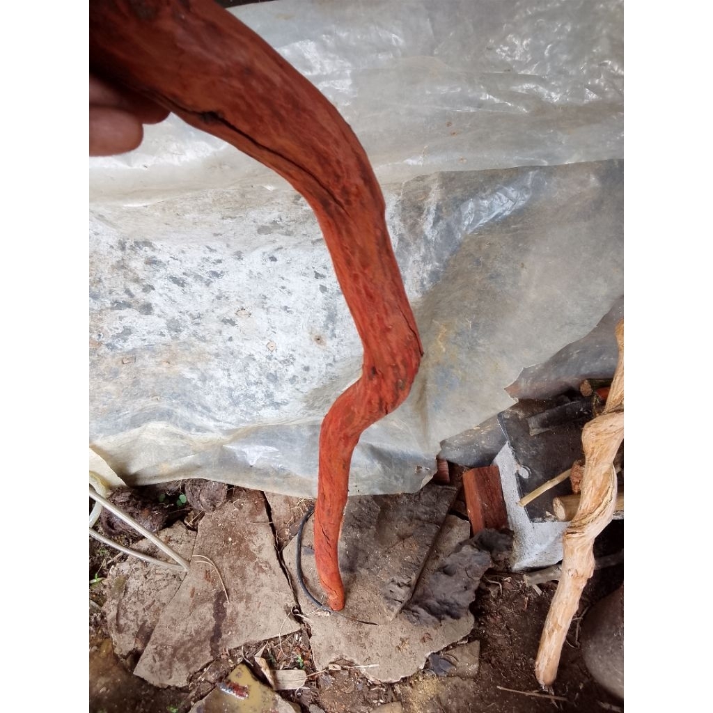 bahan tongkat kayu stigi gunung ngurak