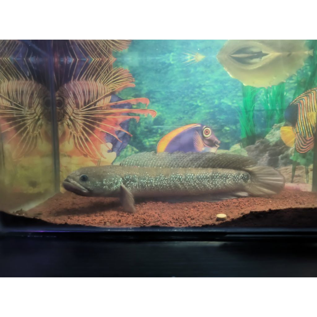 Hiasan Channa Asiatica Jumbo Max Size