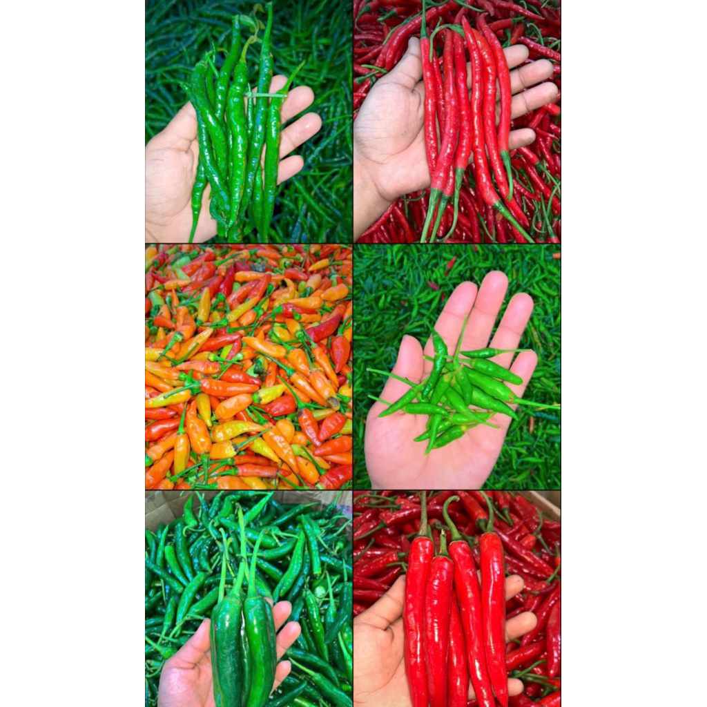 cabe rawit merah/rawit hijau/cabe kriting merah/cabe kriting hijau/ cabe tw merah/cabe tw hijau /cab