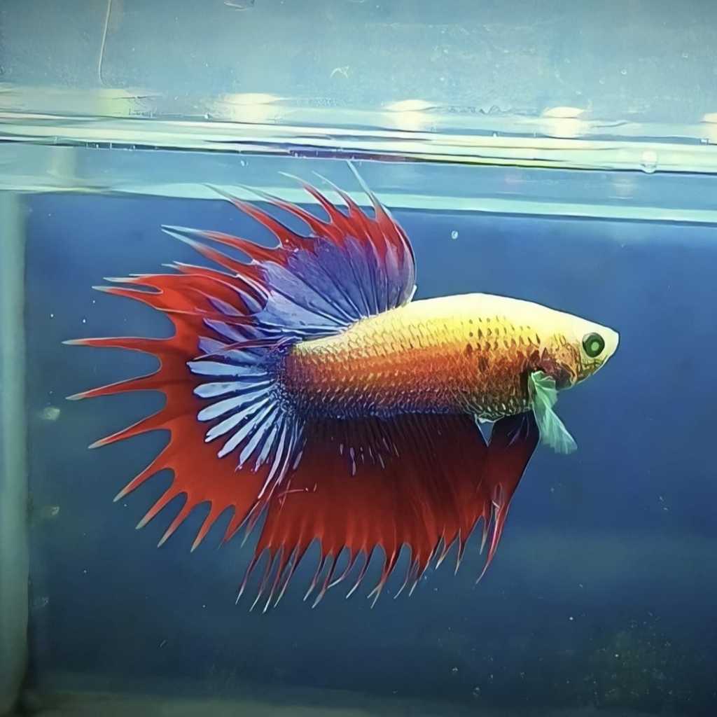 HIASAN AQUARIUM CUPANG CT HULK MATA HIJAU GRADE A+