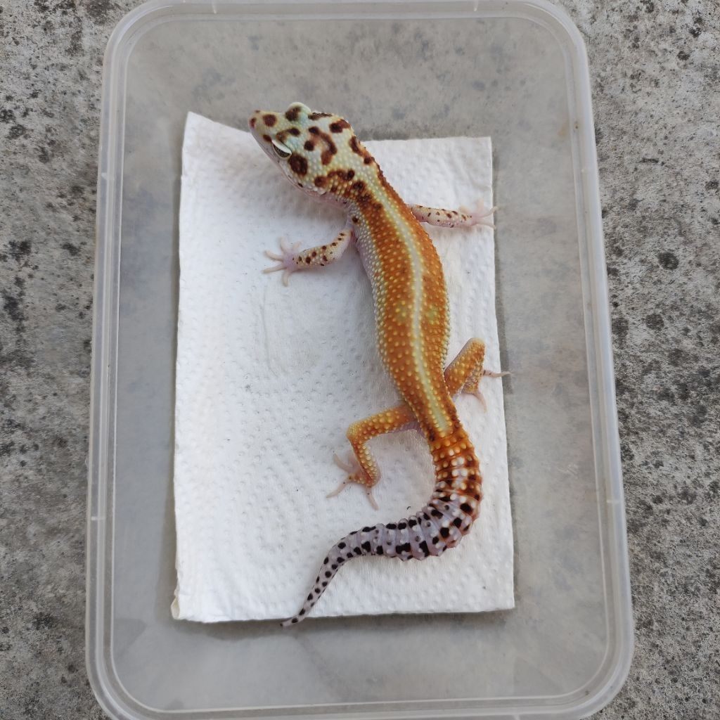 MAINAN ANAK GECKO DEWASA_RED STRIPE MALE