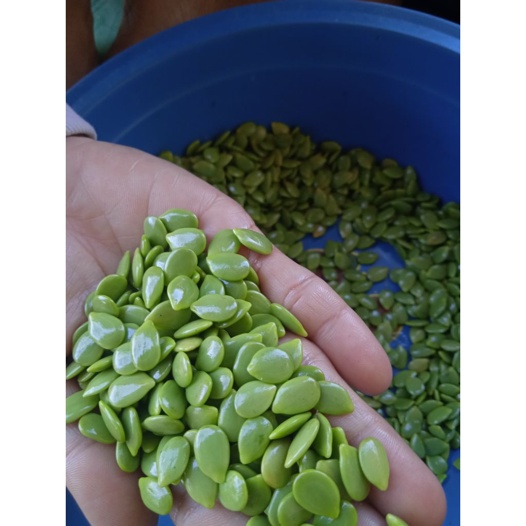 petai cina / lamtoro