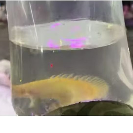 PALMAS ALBINO SB UKURAN 10-12 CM