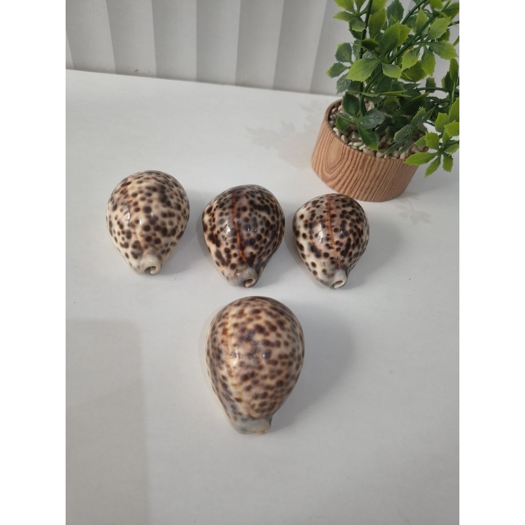SAKAL, ANGKANG KERANG, Cypraea / Kerang Kuwuk Hitam