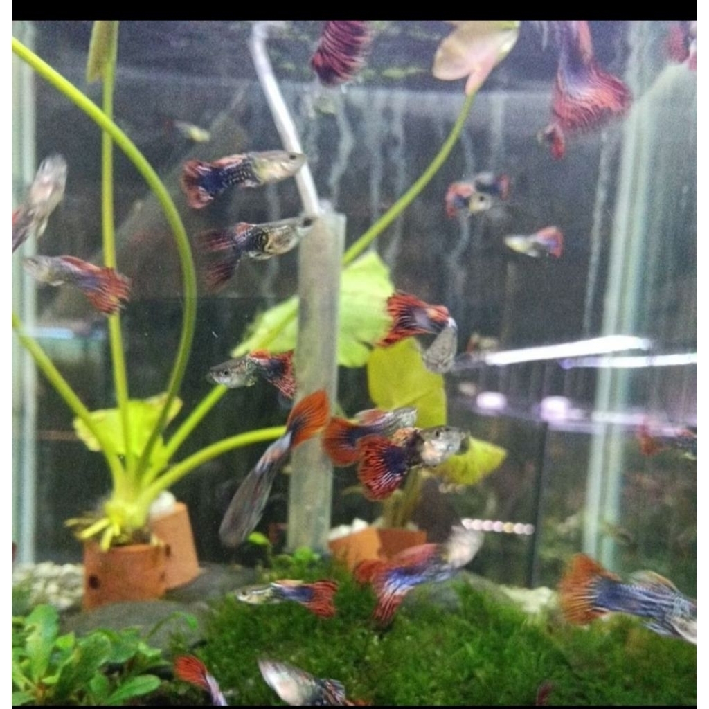 Guppy dragon