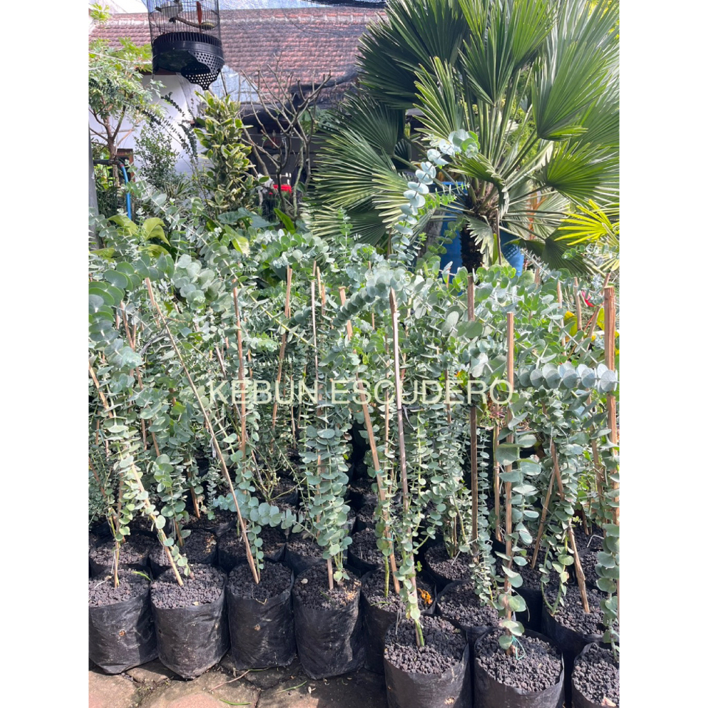 Tanaman Hias Eucalyptus Cinerea - Tanaman Hias Silver Dollar - Tanaman Hias Silver Dollar Sunduk Sat