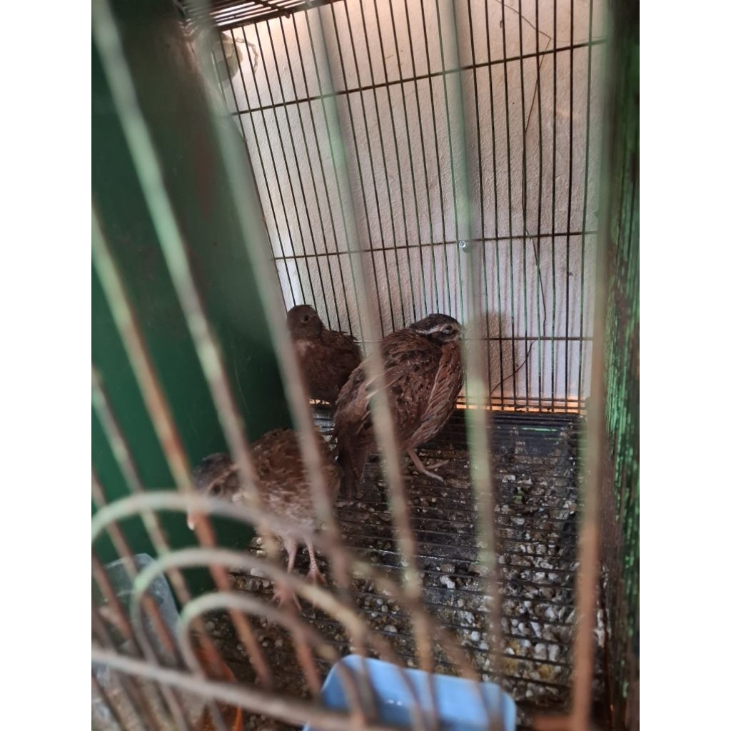 puyuh bobwhite puyuh hias amerika