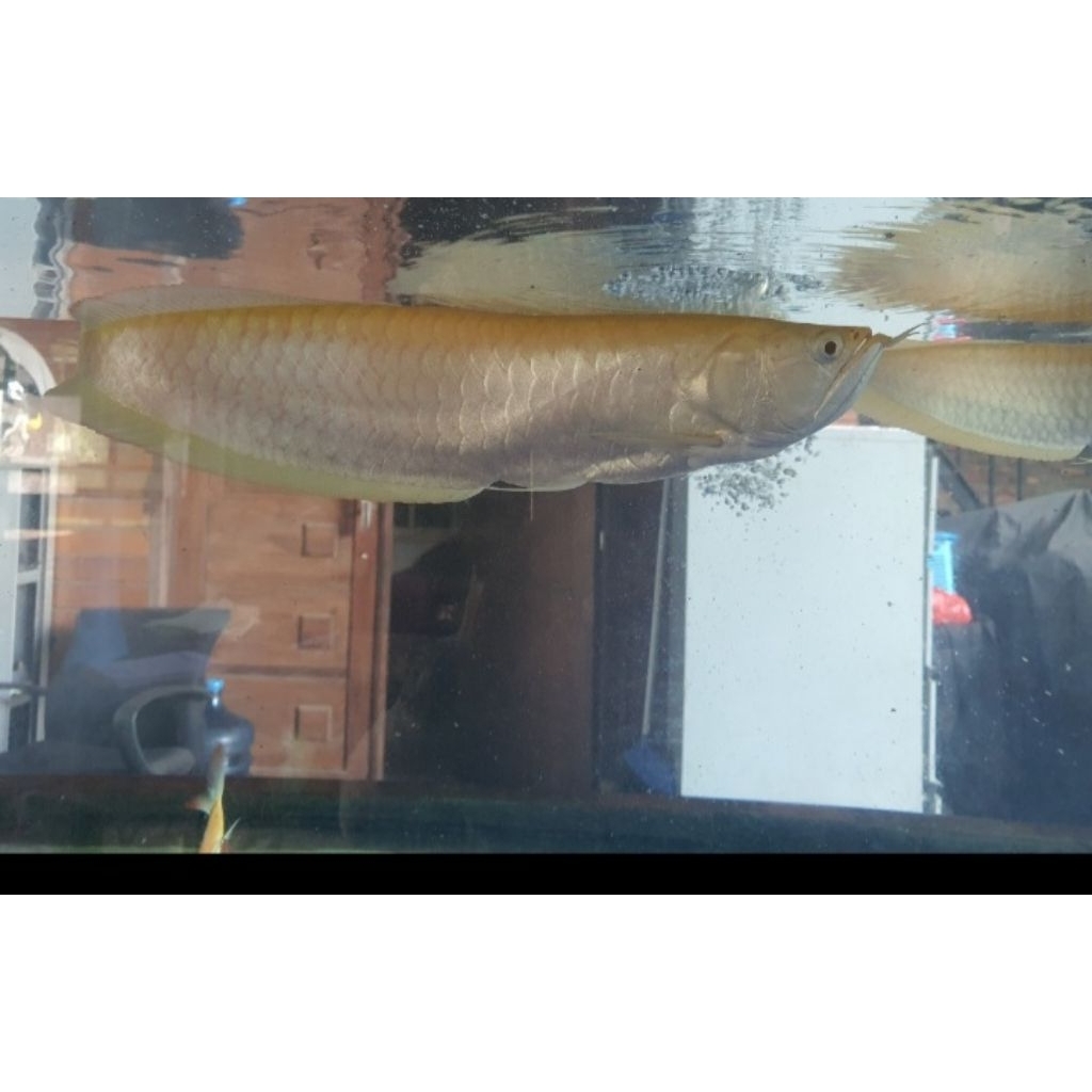 (HIASAN AQUARIUM ) ARWANA Albino RED 15cm