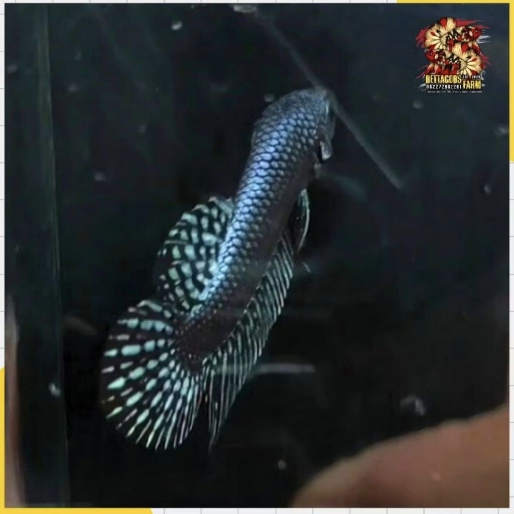 WB Alien Grey Betta