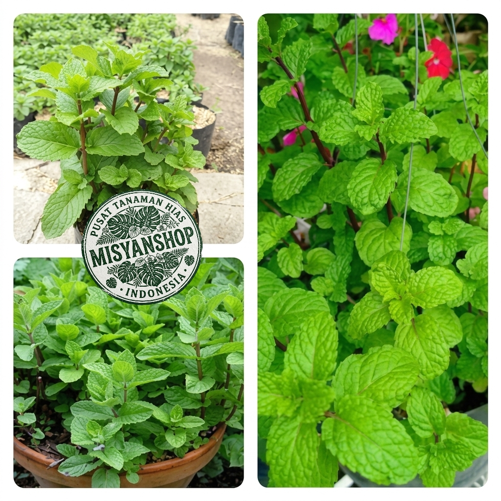 Tanaman daun mint/tanaman hias daun mint/mins Tanaman hias hidup