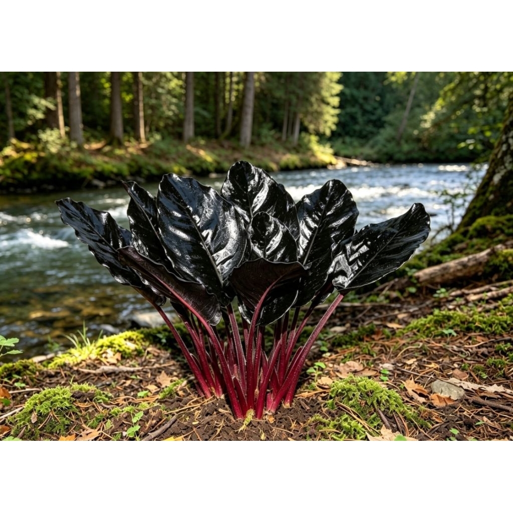 sisma metalica black 20 pokok