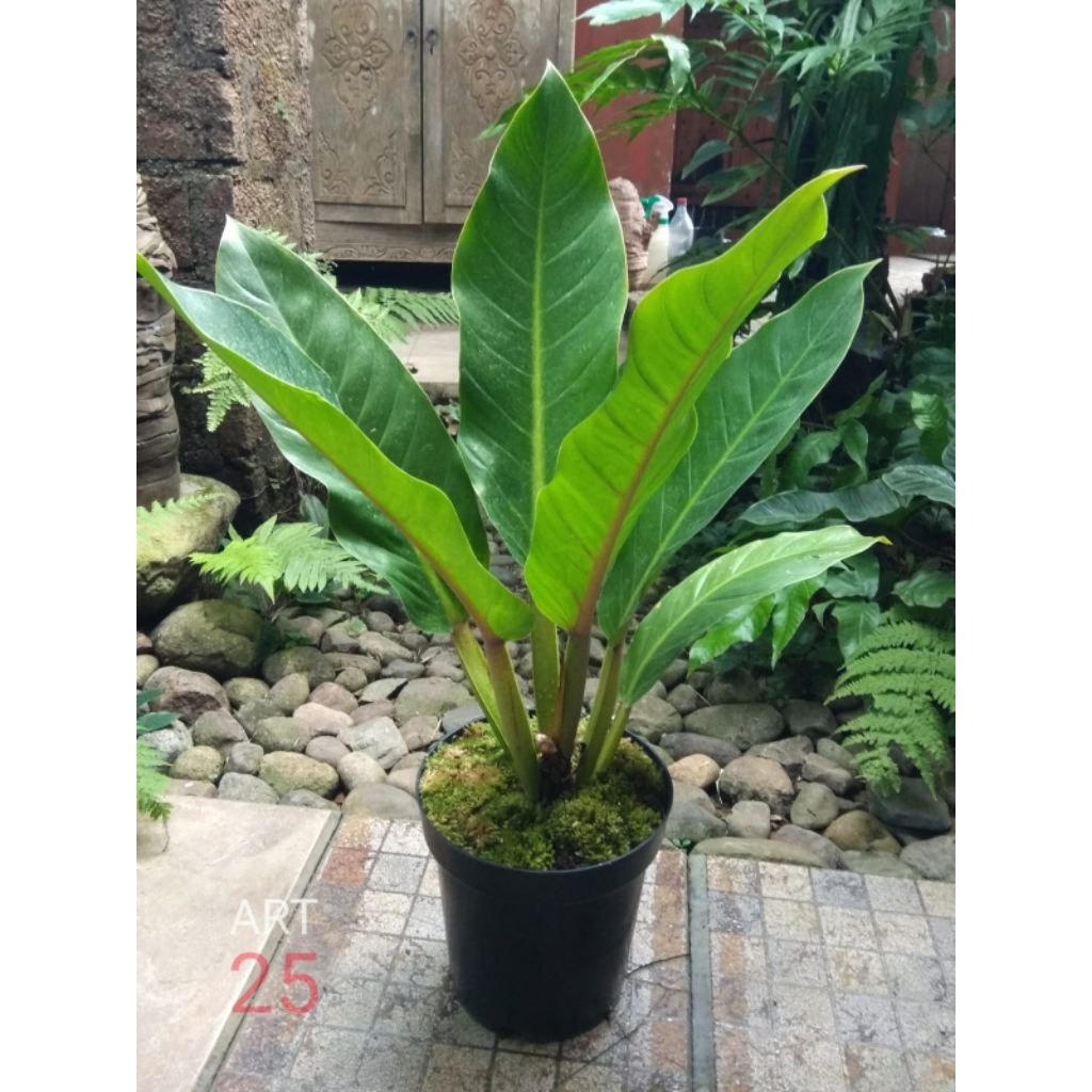 Philodendron Melinonii Philo Melodii Melonii Melanonii Real Picture