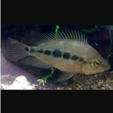 Red devil/black devil berkualitas