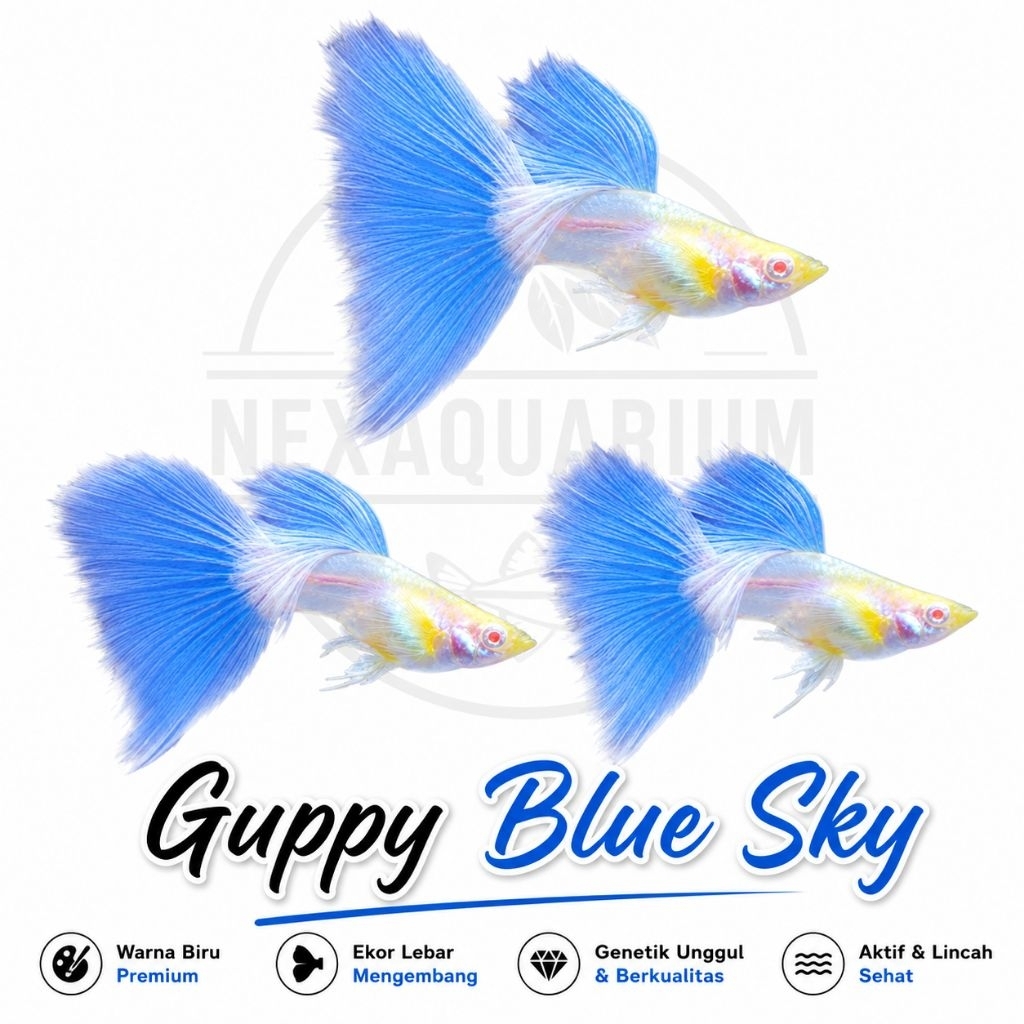 Guppy blue sky perpasang