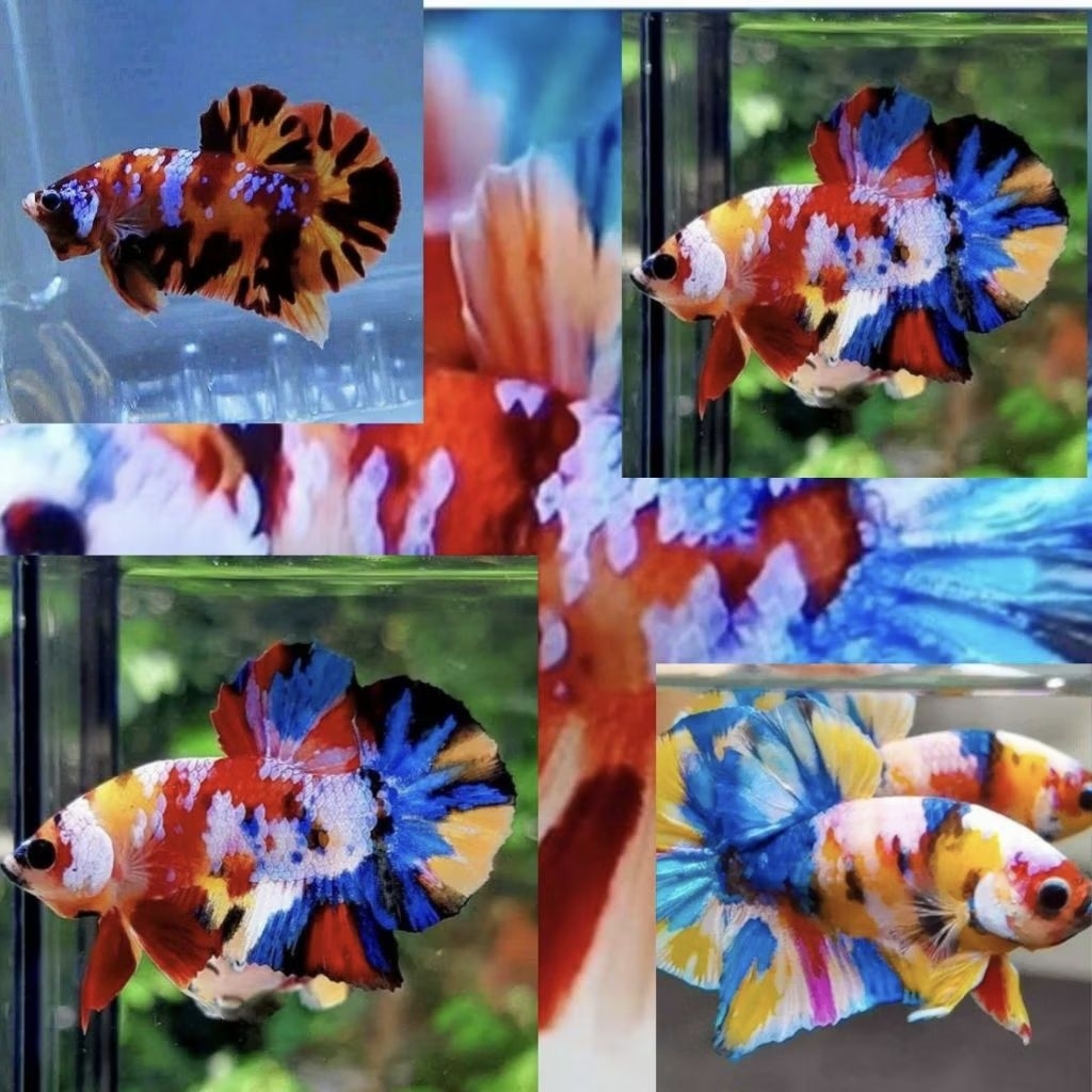 cupang jantan segala jenis ada size indukan siap breed multicolor dumboear crowntail serit giant hmp