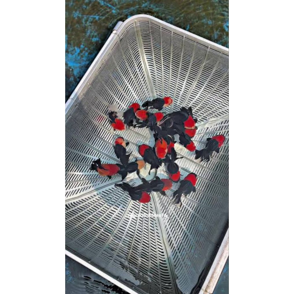 Oranda panda tancho