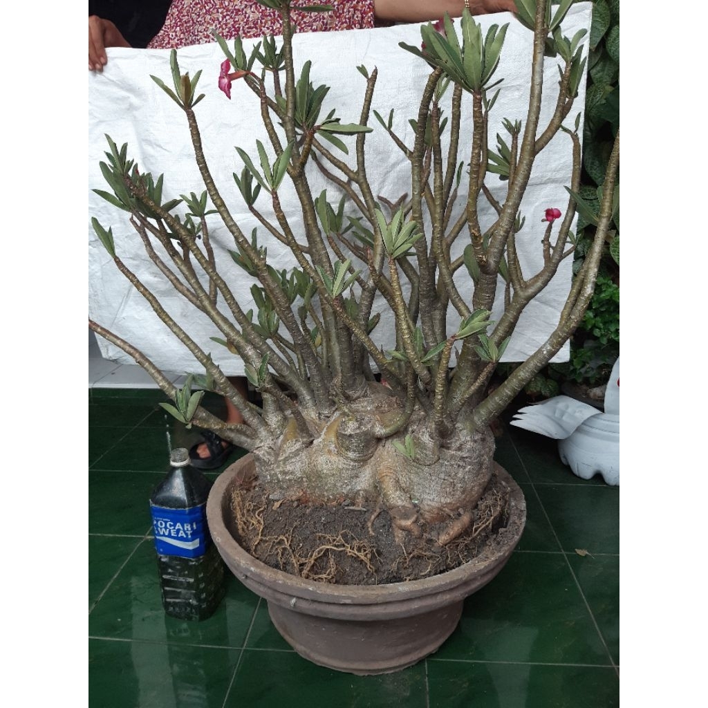 Arabicum jumbo pot 70 estetik siap pajang