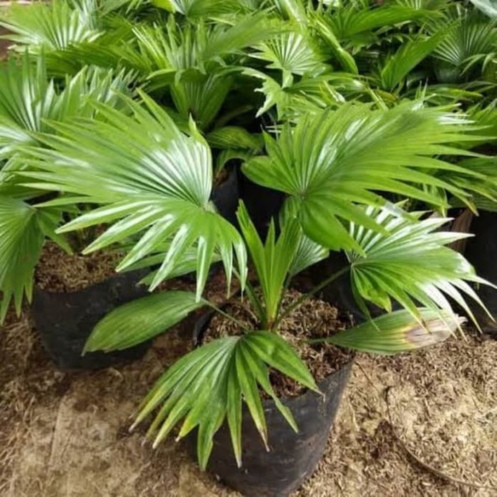 20 biji palem bintang / palem Sadeng