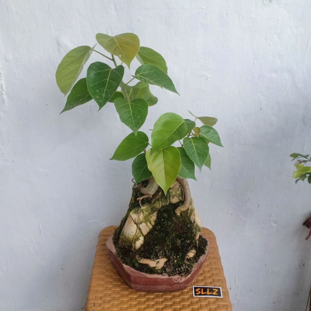 Bahan Bonsai Ancak On The Rock (Ficus rumphii) Sesuai Gambar