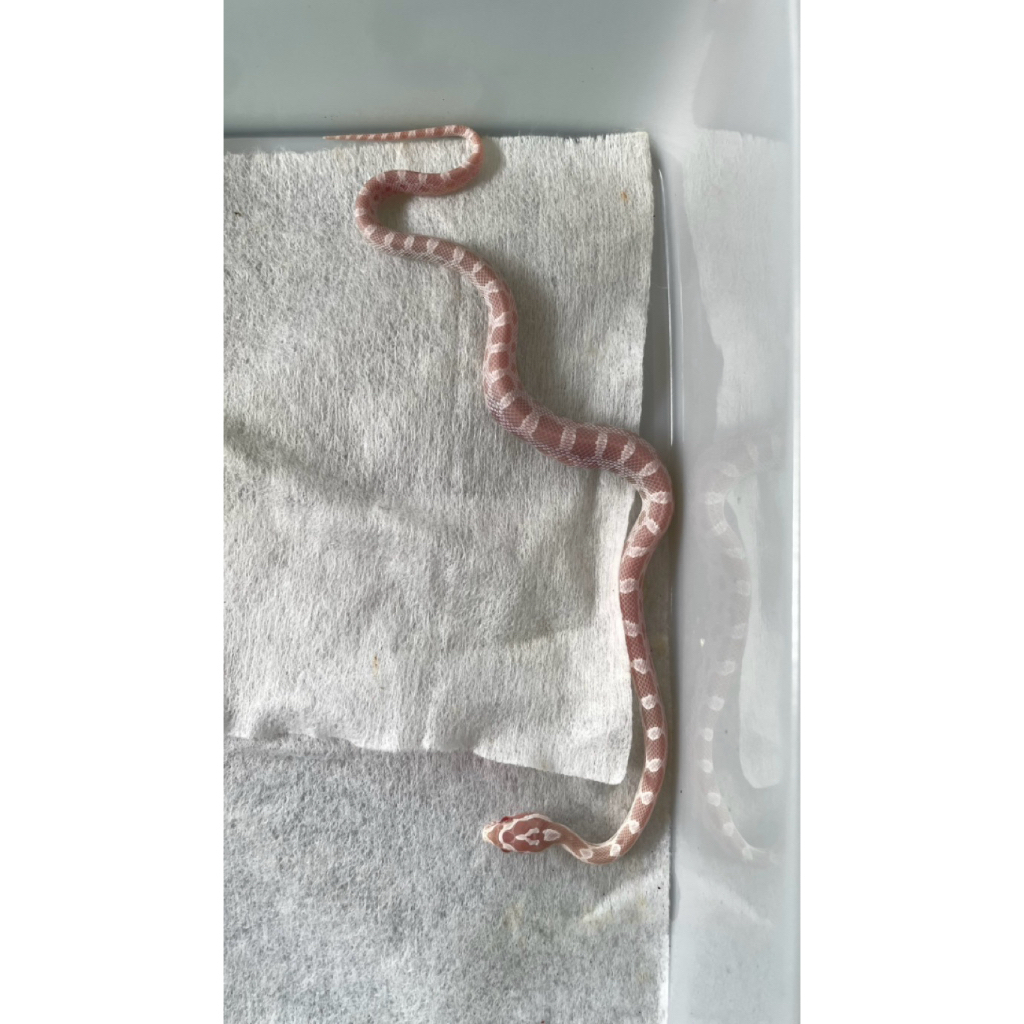 corn snake snow babby
