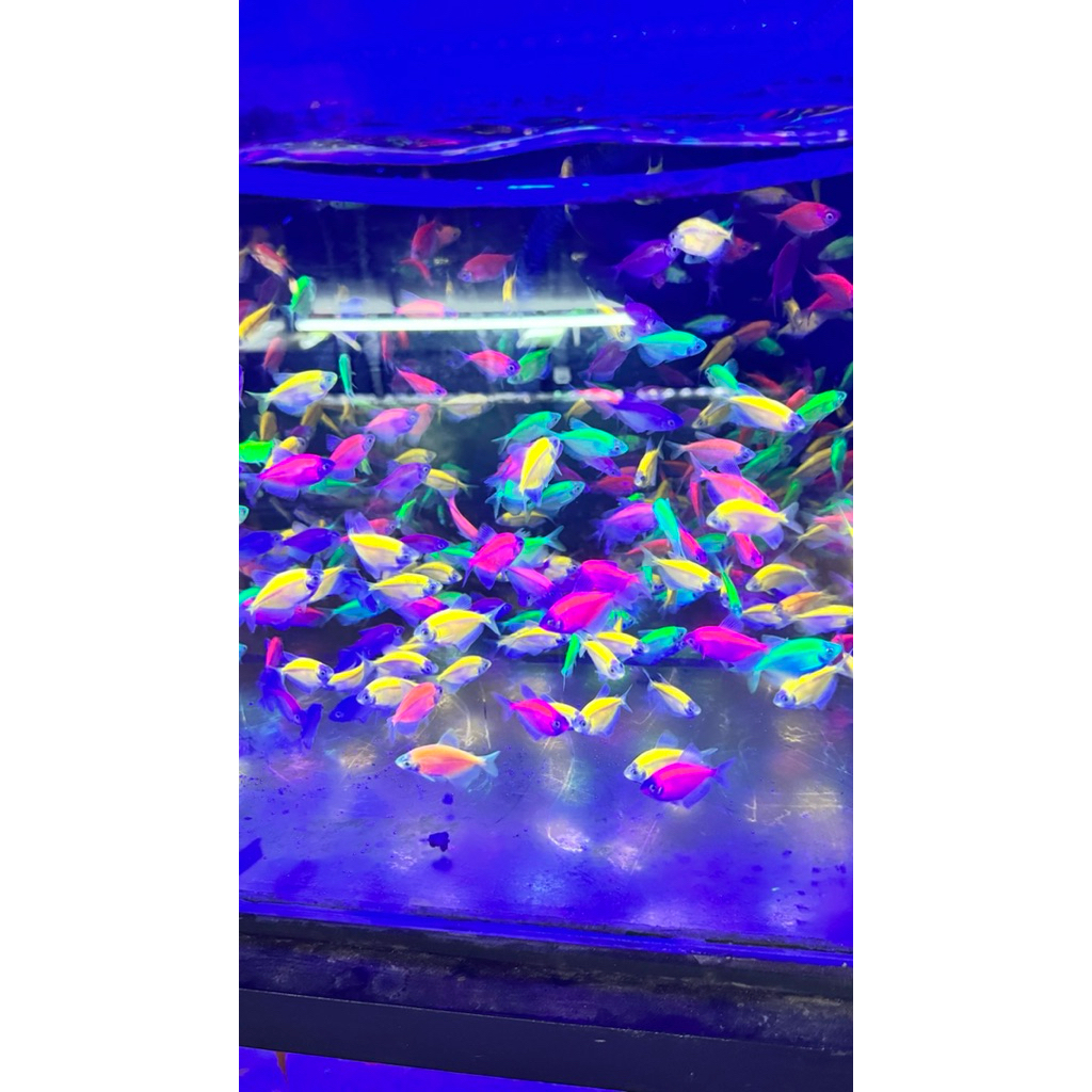 glowfish tetra 6 ekor