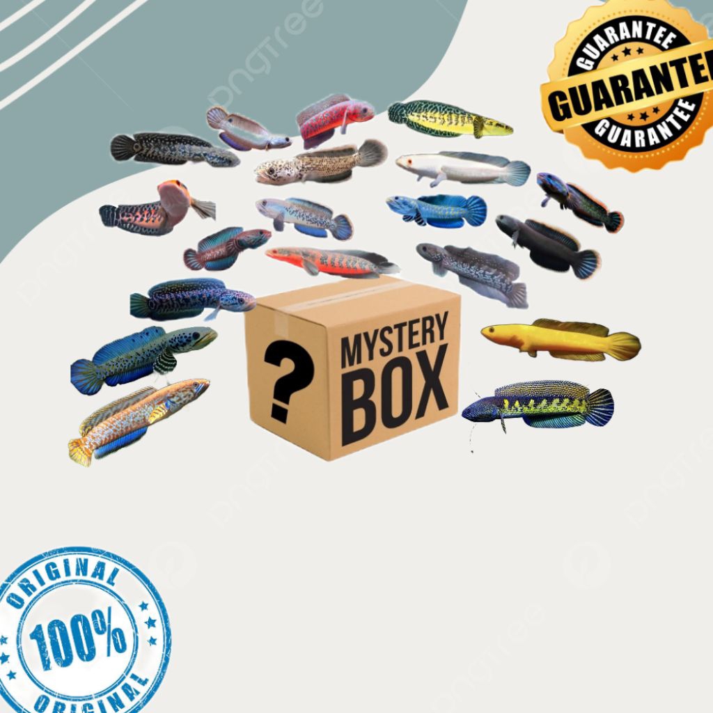 misteri box Channa random