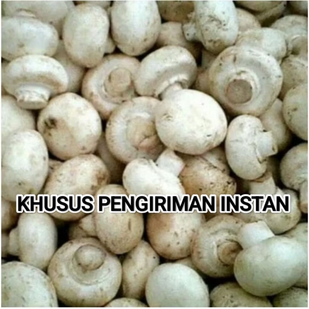 Jamur kancing fresh/jamur campignon 1 kg