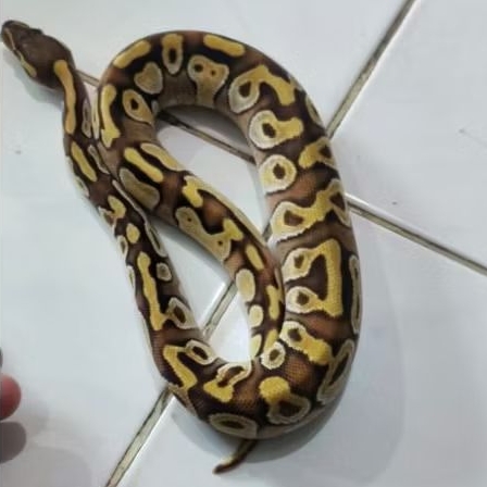 Ball Python Enchi Mojave