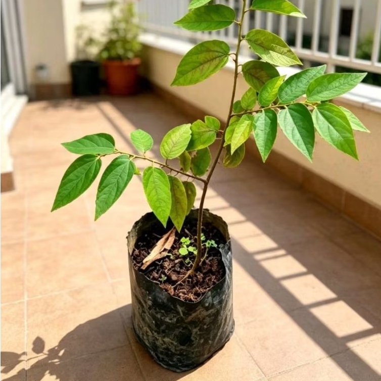Bibit Pohon Kersen - Tanaman Buah kersen / Keres