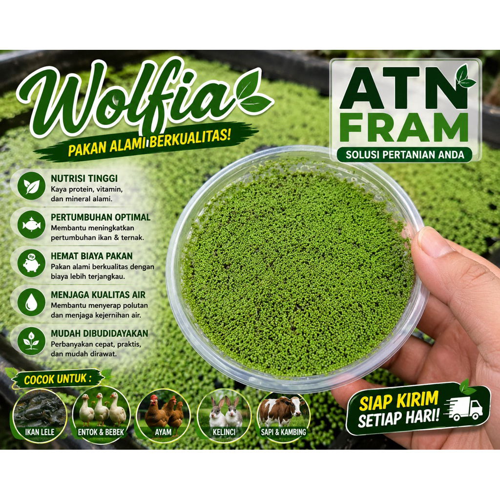 Bibit Wolffia Super ( Wolffia + Media Air ) Siap Budidaya Aman Pengiriman