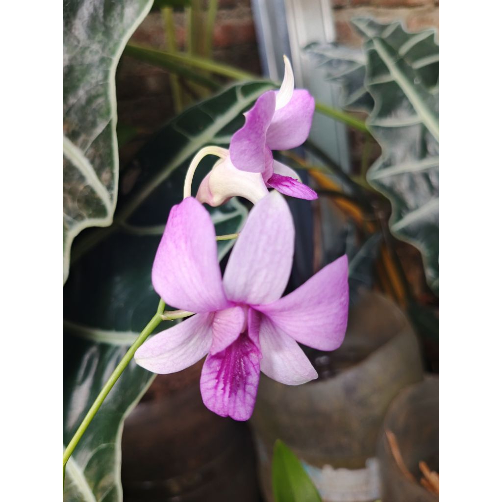 Dendrobium Mentangai