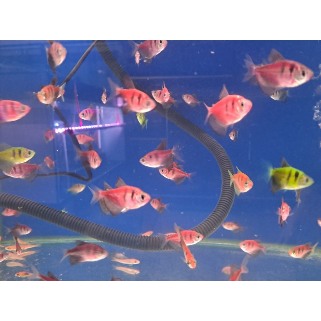 Hiasan Mainan Akuarium Tiger Glofish Ikan Warna Warni