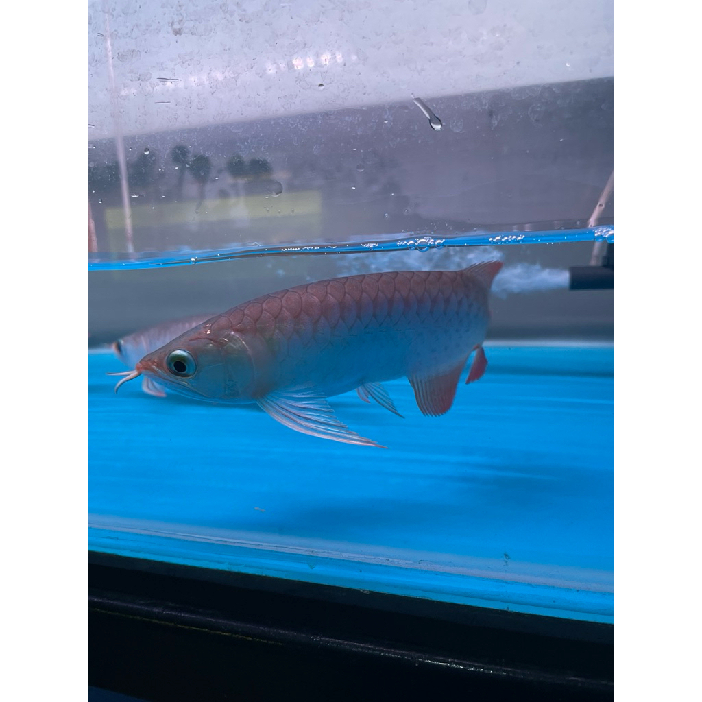 Super Red Arwana murah 15 cm