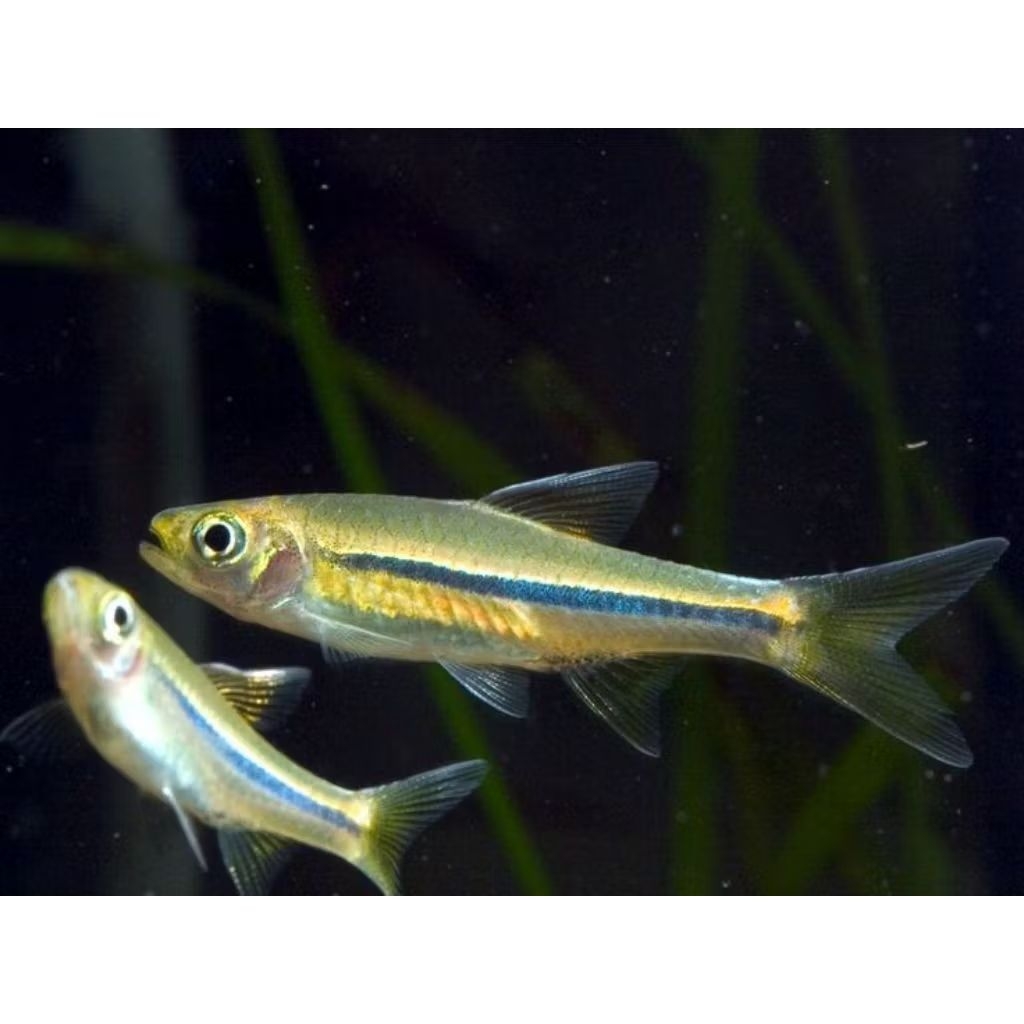 Pembersih aquarium wader pari berkualitas