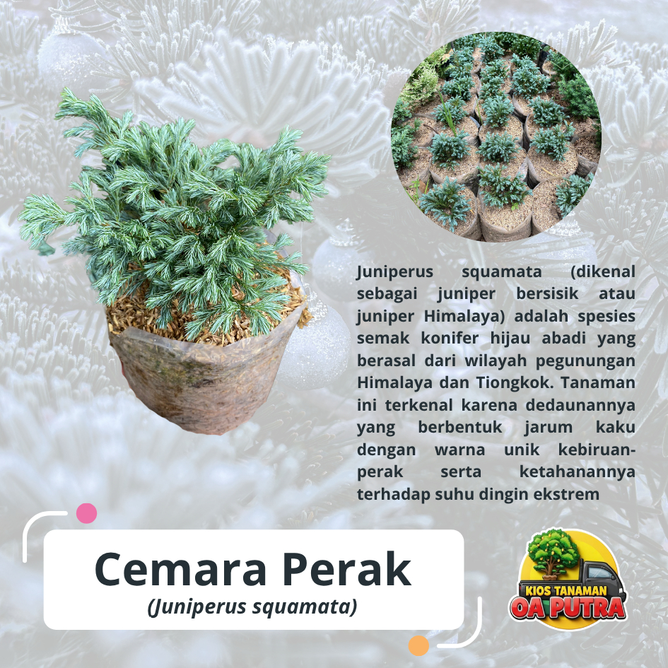 Cemara Perak / cemara salju / blue pine / cemara perak eropa