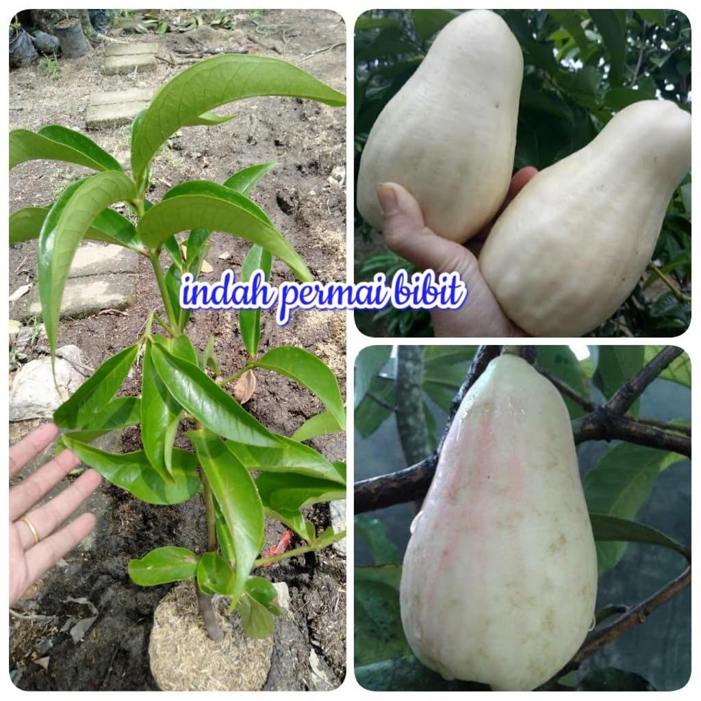 bibit tanaman buah jambu bol Jamaika putih