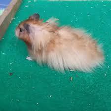 Hamster Syirian Long hair dewasa jantan siap kawin