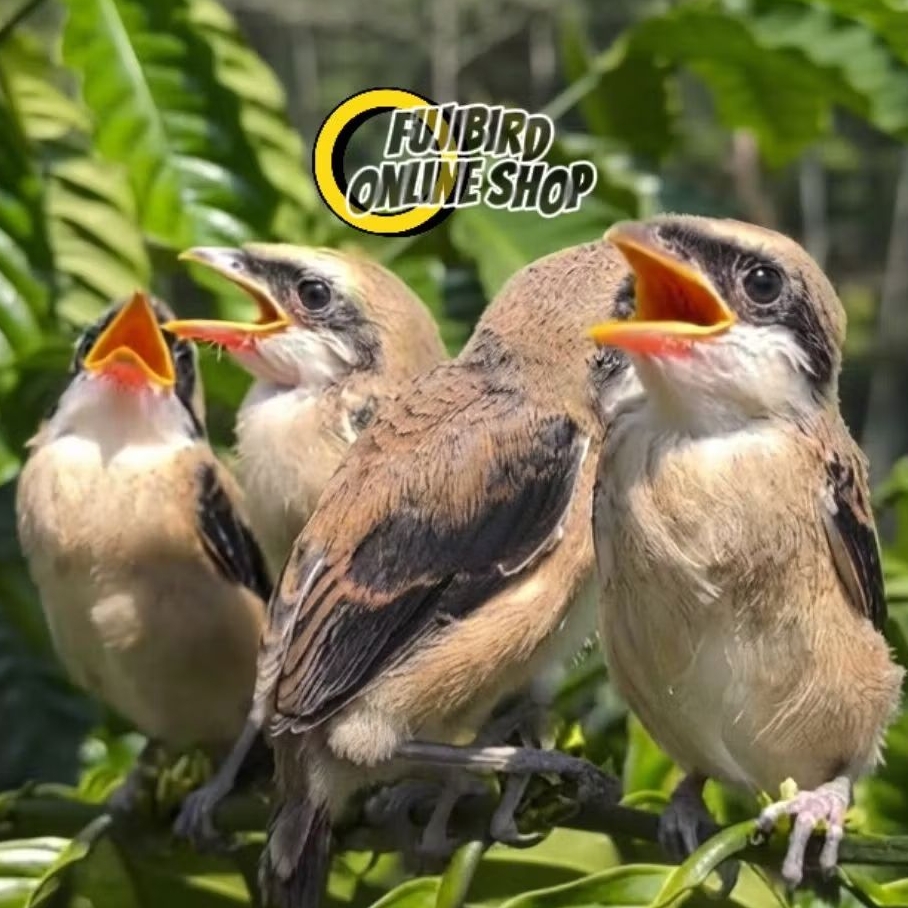 BURUNG PENTET CENTET ANAKAN LOLOHAN