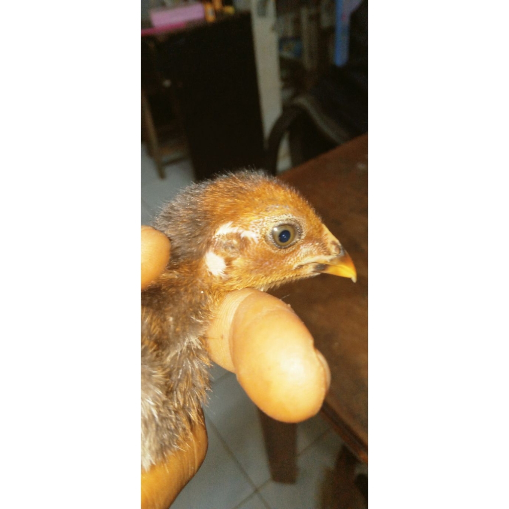 1 pasang anak ayam sweater ak47